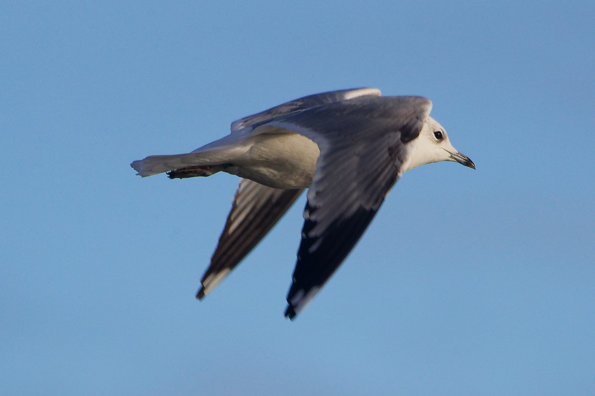 Common Gull - ML646282728