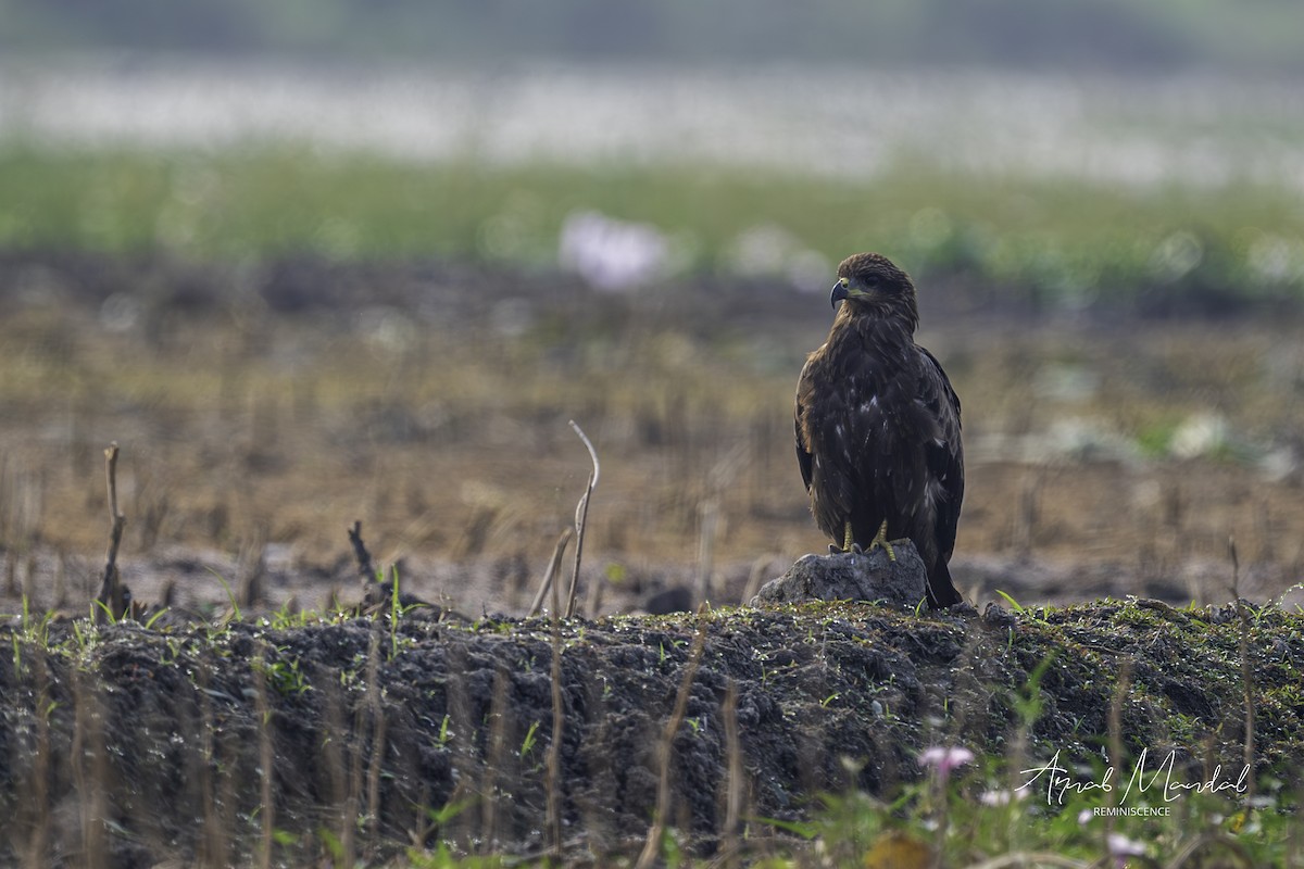 Black Kite - ML646282729