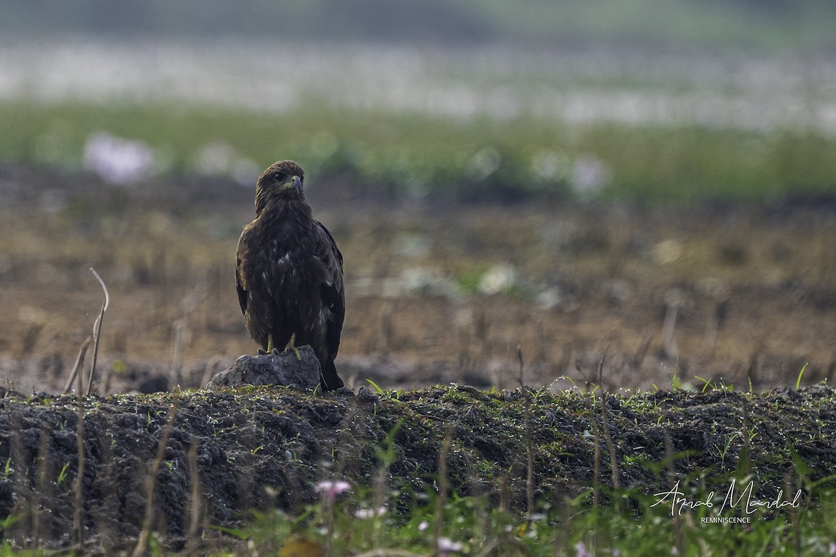 Black Kite - ML646282730