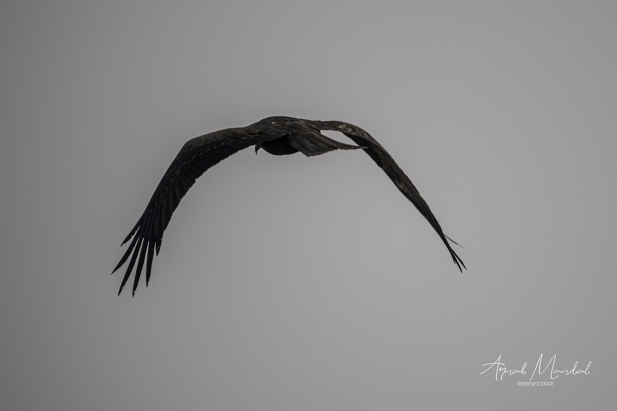 Black Kite - ML646282731