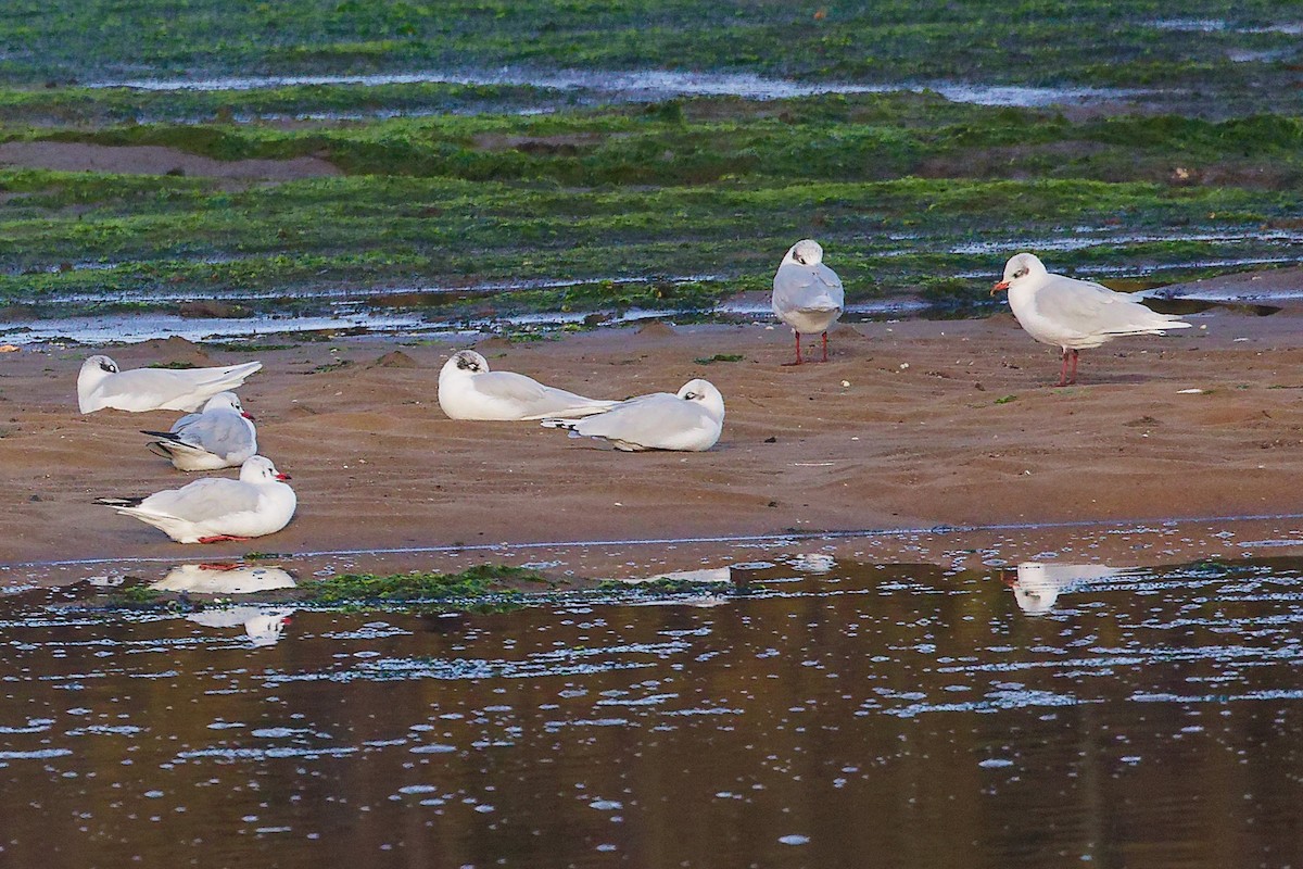 Mediterranean Gull - ML646282733