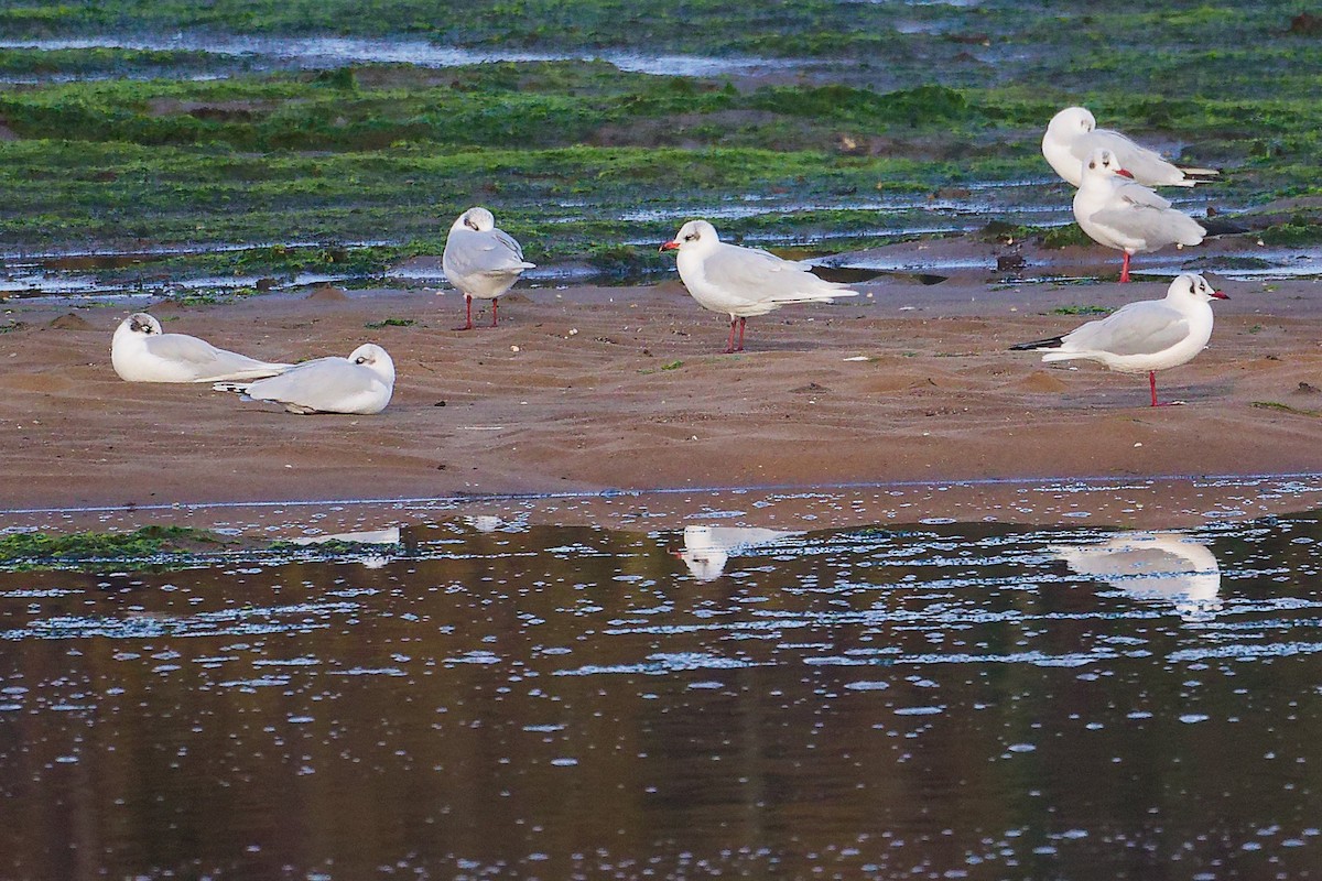 Mediterranean Gull - ML646282734
