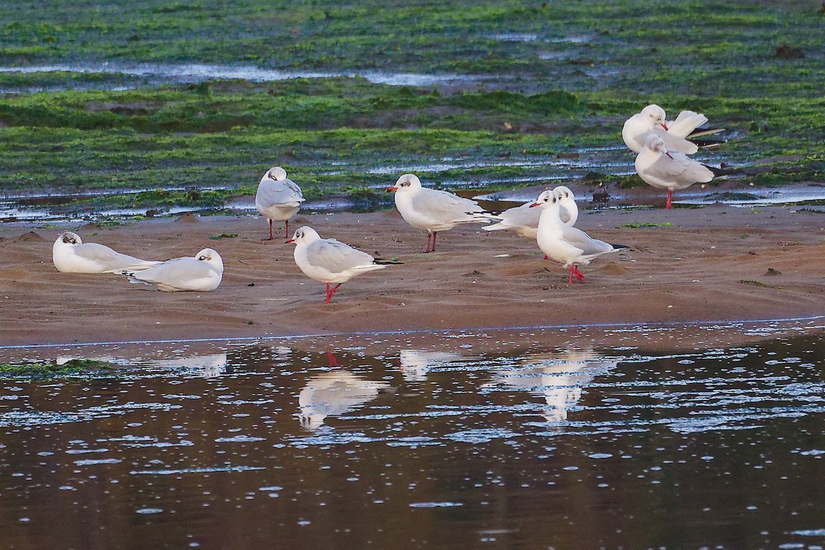 שחף שחור-ראש - ML646282742