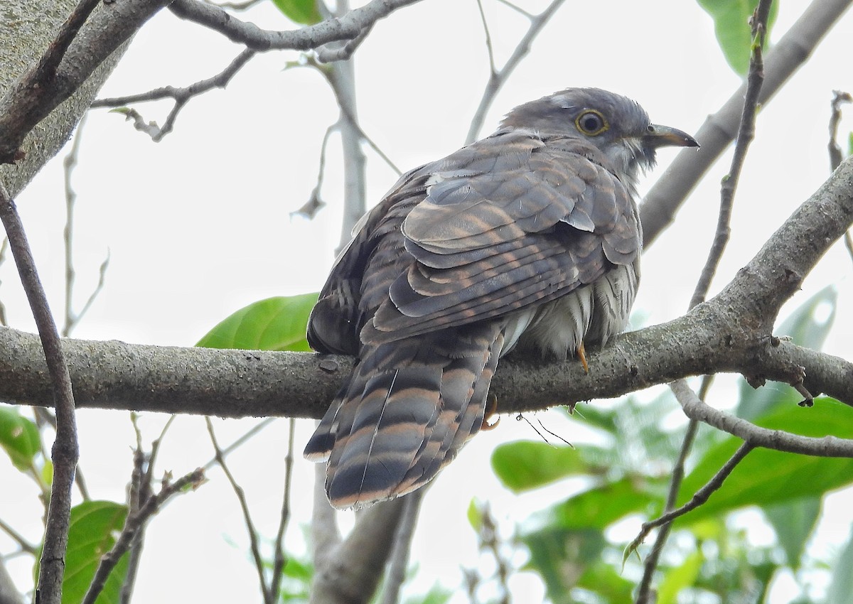 Hint Atmaca Guguğu - ML646282743