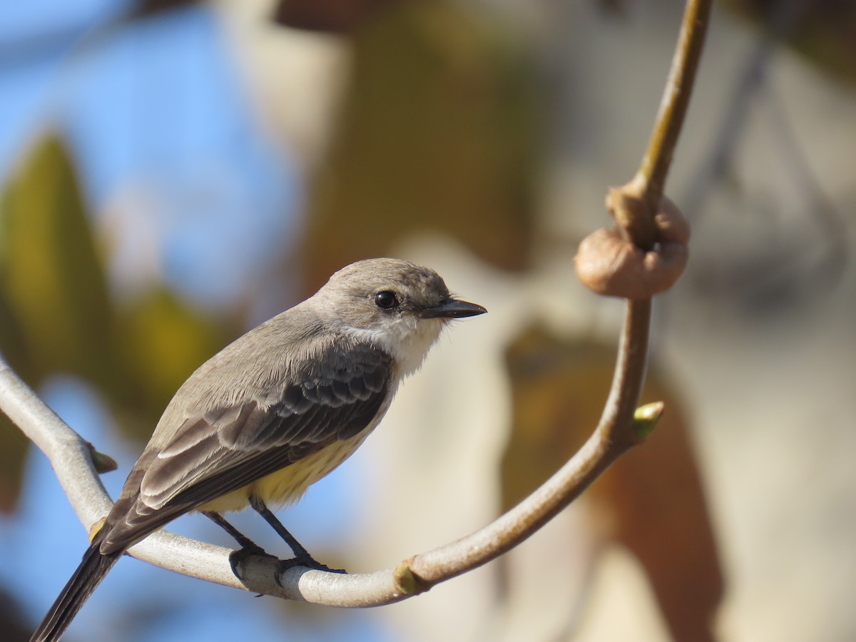 Vermilion Flycatcher - ML646282747