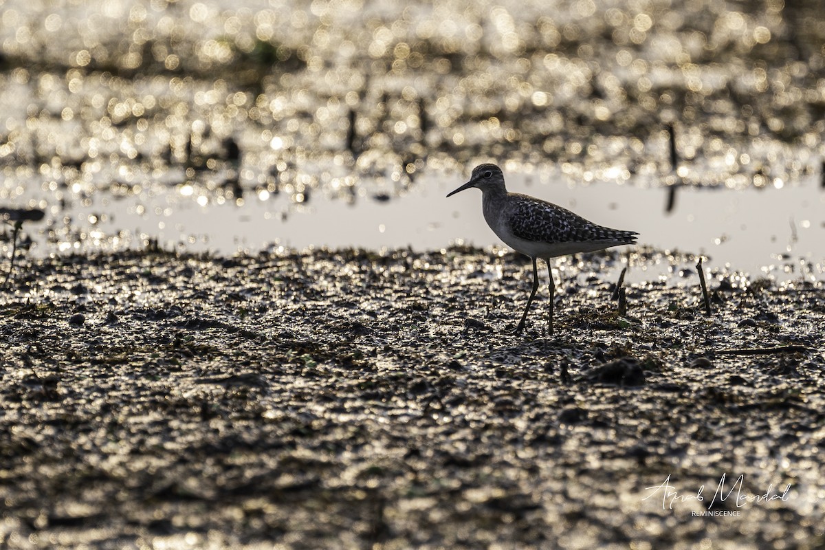 vodouš bahenní - ML646282753