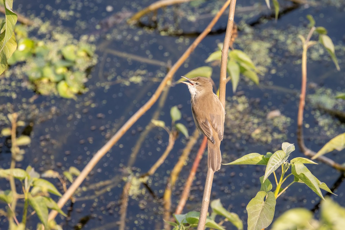 קנית אפריקנית - ML646282754