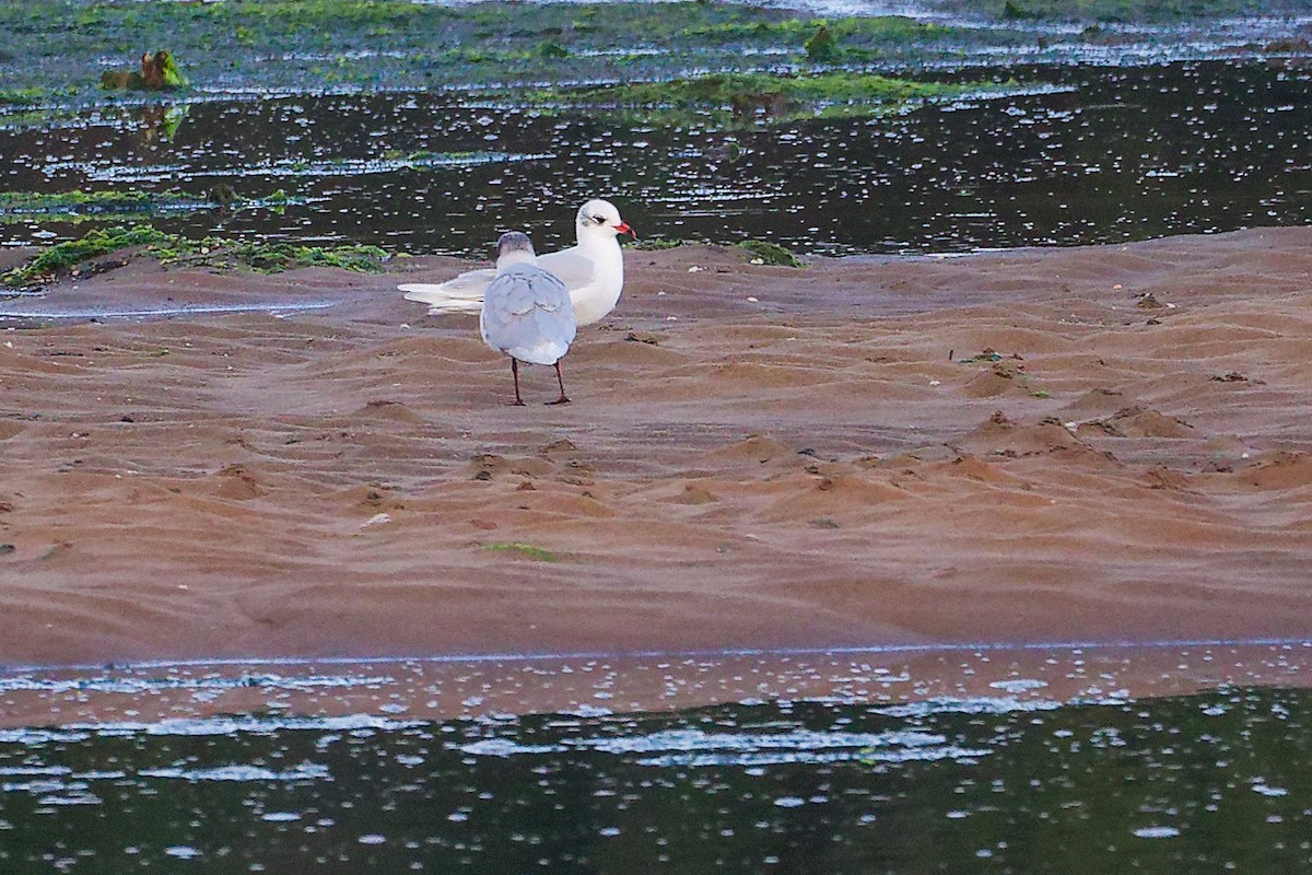 שחף שחור-ראש - ML646282758