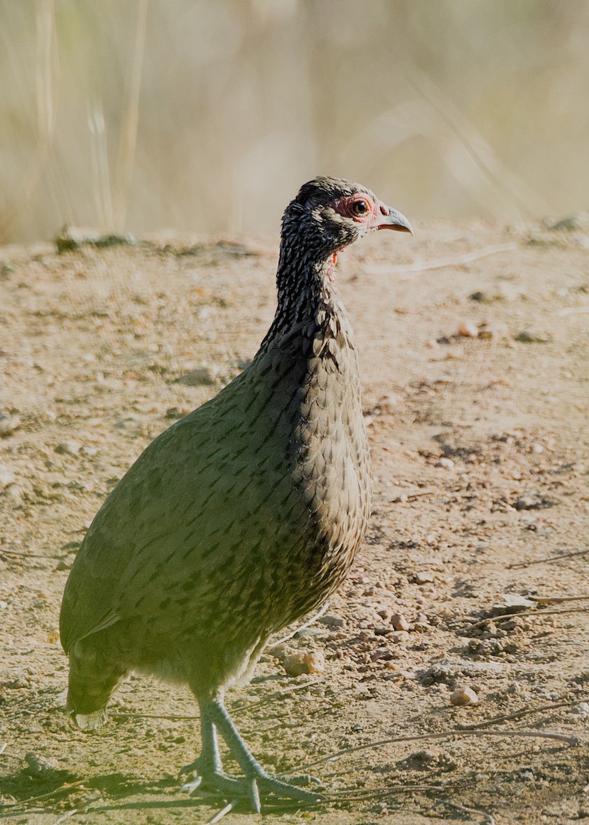 Dere Turacı - ML646282760