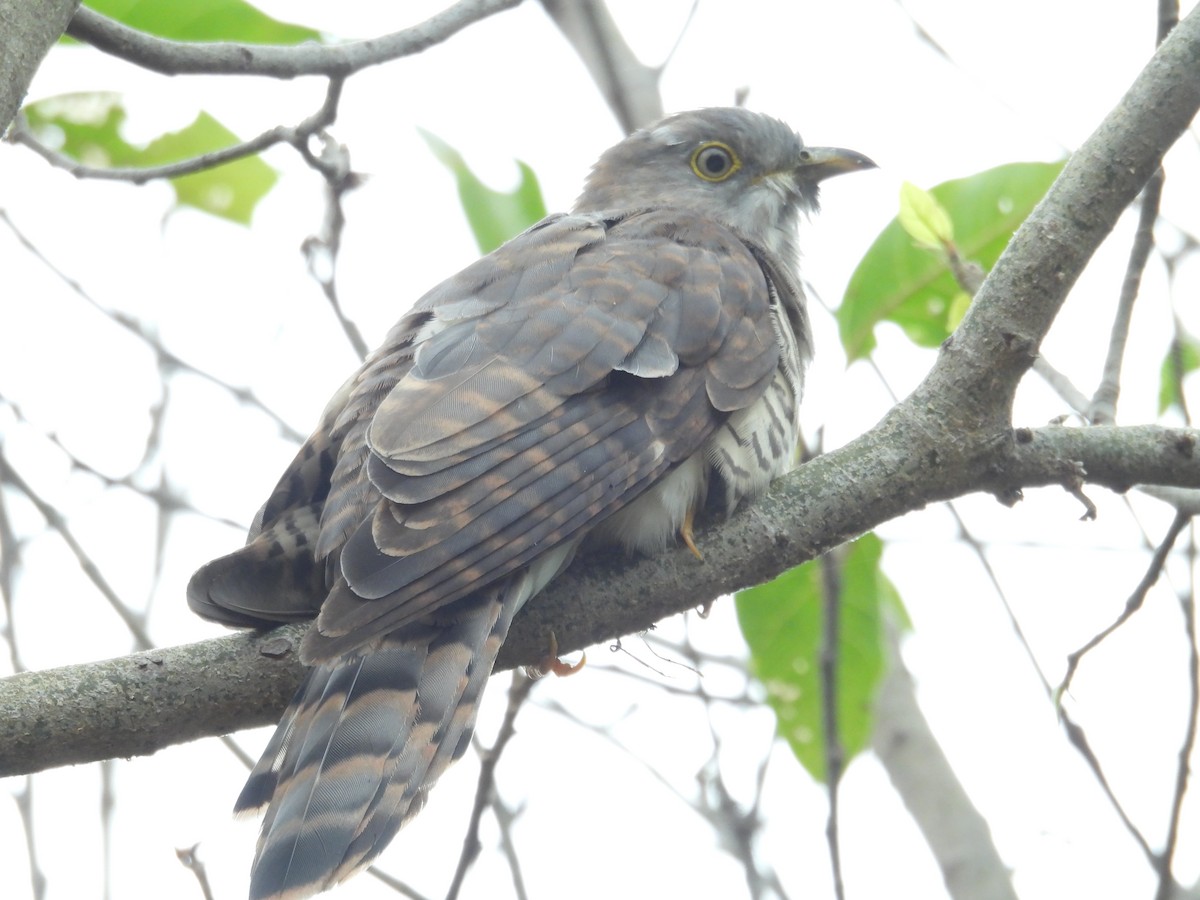 Hint Atmaca Guguğu - ML646282762