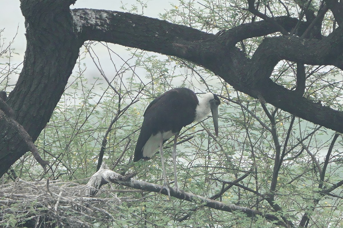 Cigüeña Lanuda Asiática - ML646282765