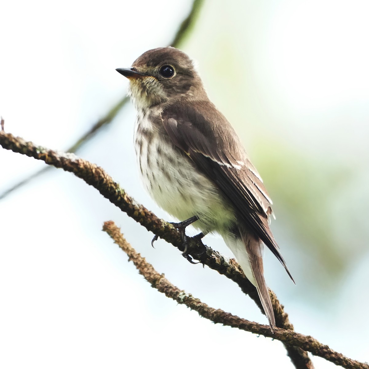 Gray-streaked Flycatcher - ML646282766