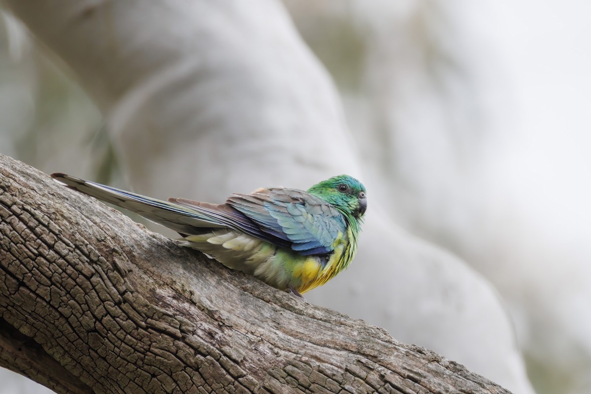 Perico Dorsirrojo - ML646282767