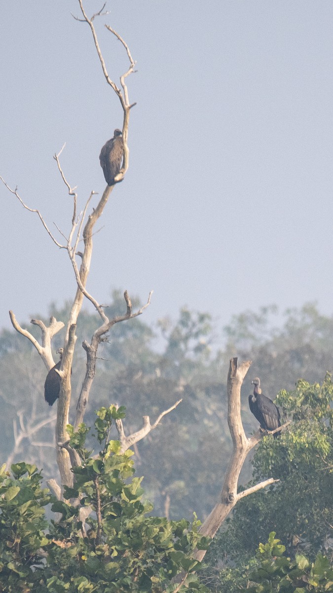Buitre Dorsiblanco Asiático - ML646282768