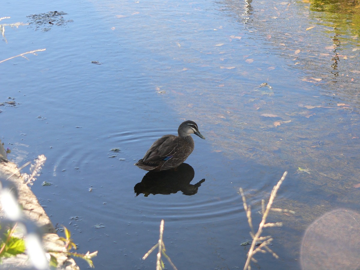 Ánade Cejudo - ML646282769