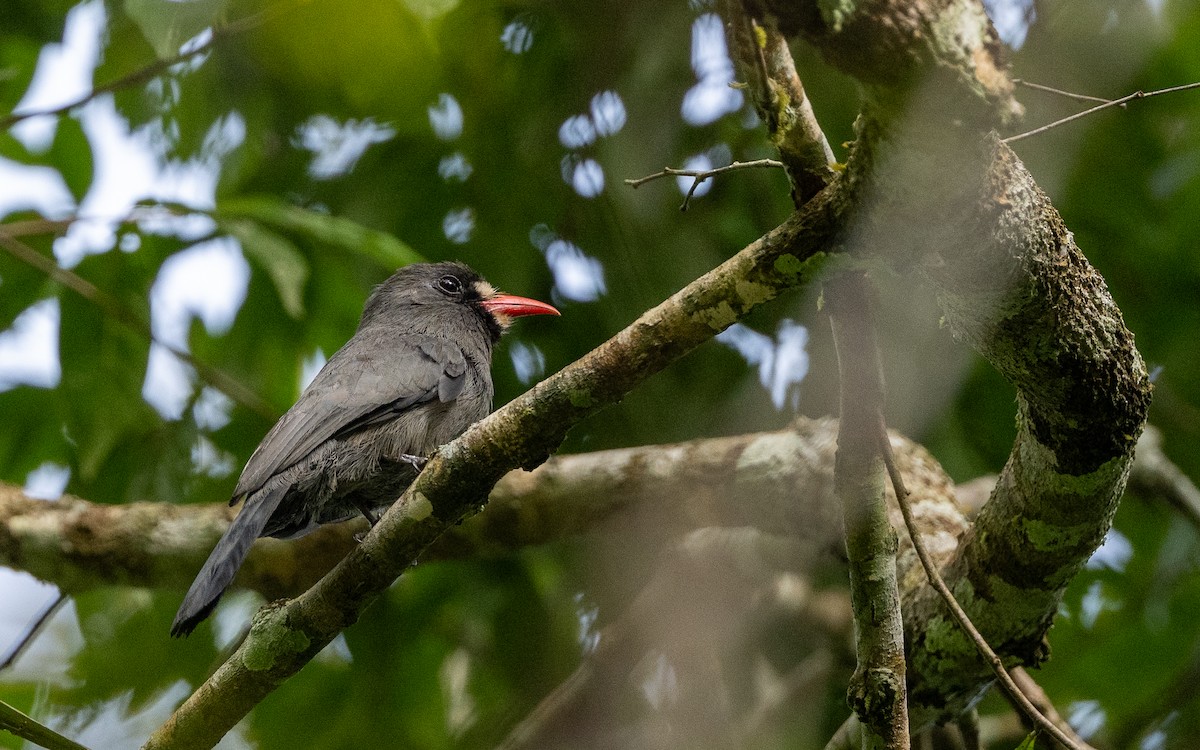 Monja Frentiblanca - ML646282770