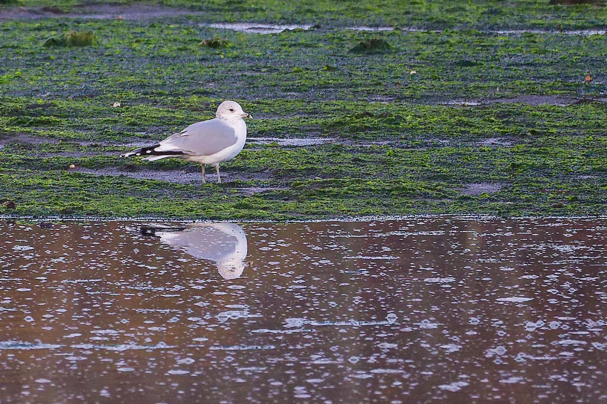 Gaviota Cana - ML646282771