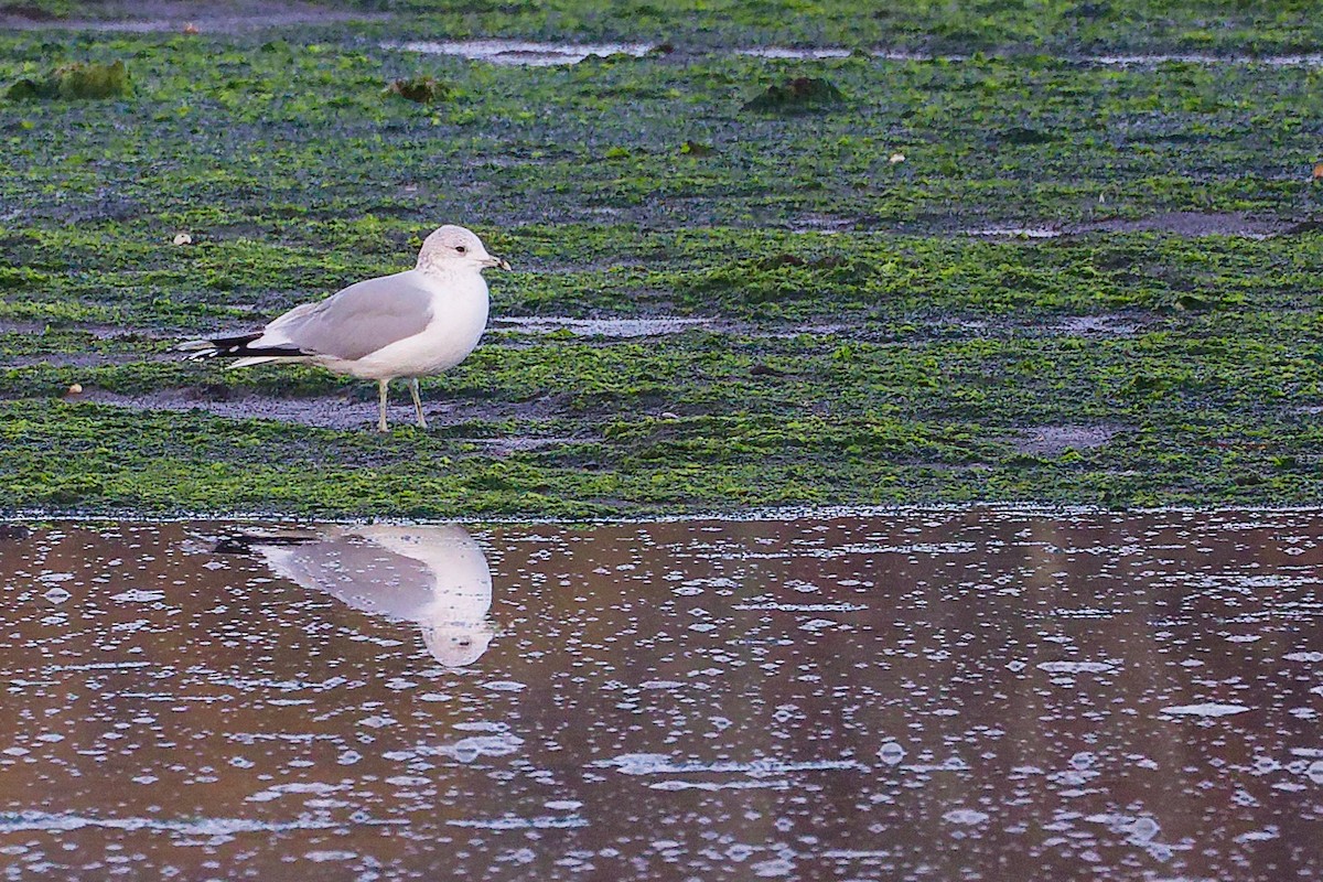 Gaviota Cana - ML646282773