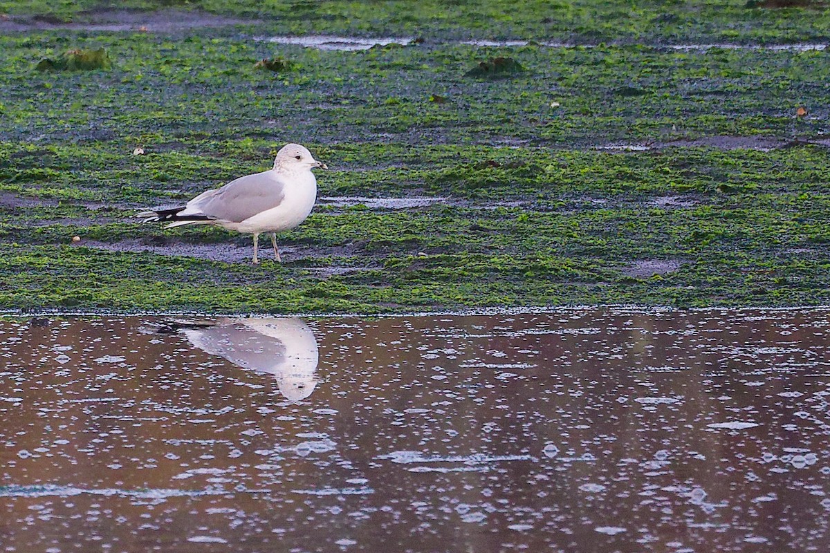 Gaviota Cana - ML646282774