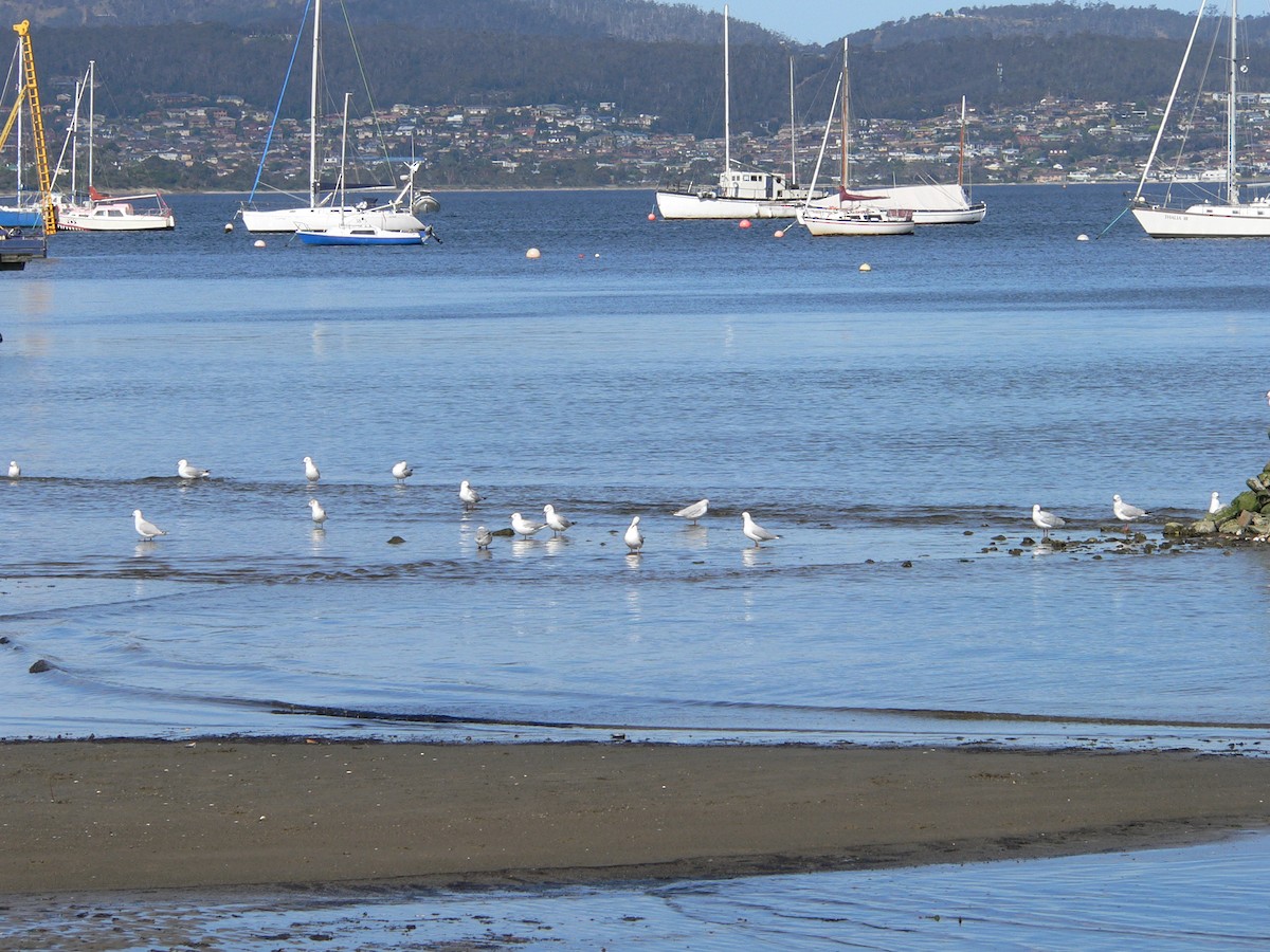 Gaviota Plateada Australiana - ML646282776