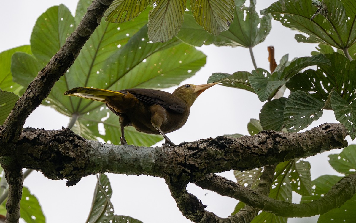 Cacique Dorsirrufo - ML646282779