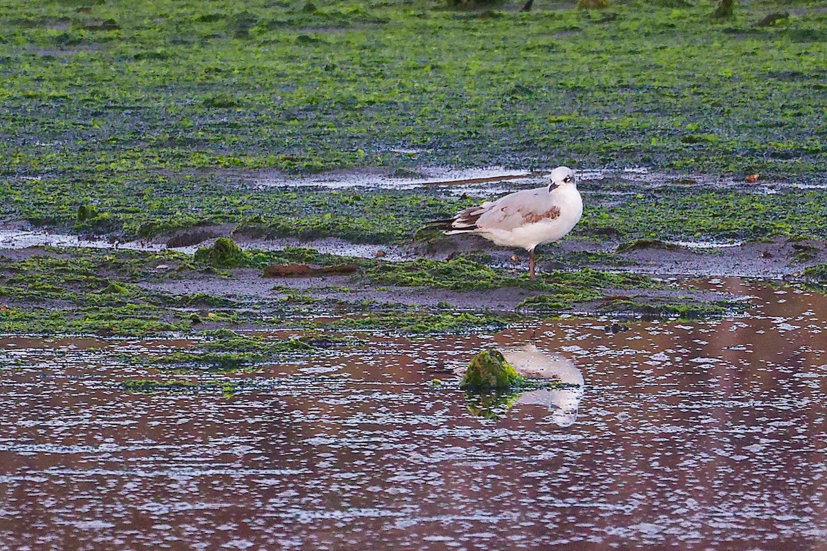 Gaviota Cabecinegra - ML646282786
