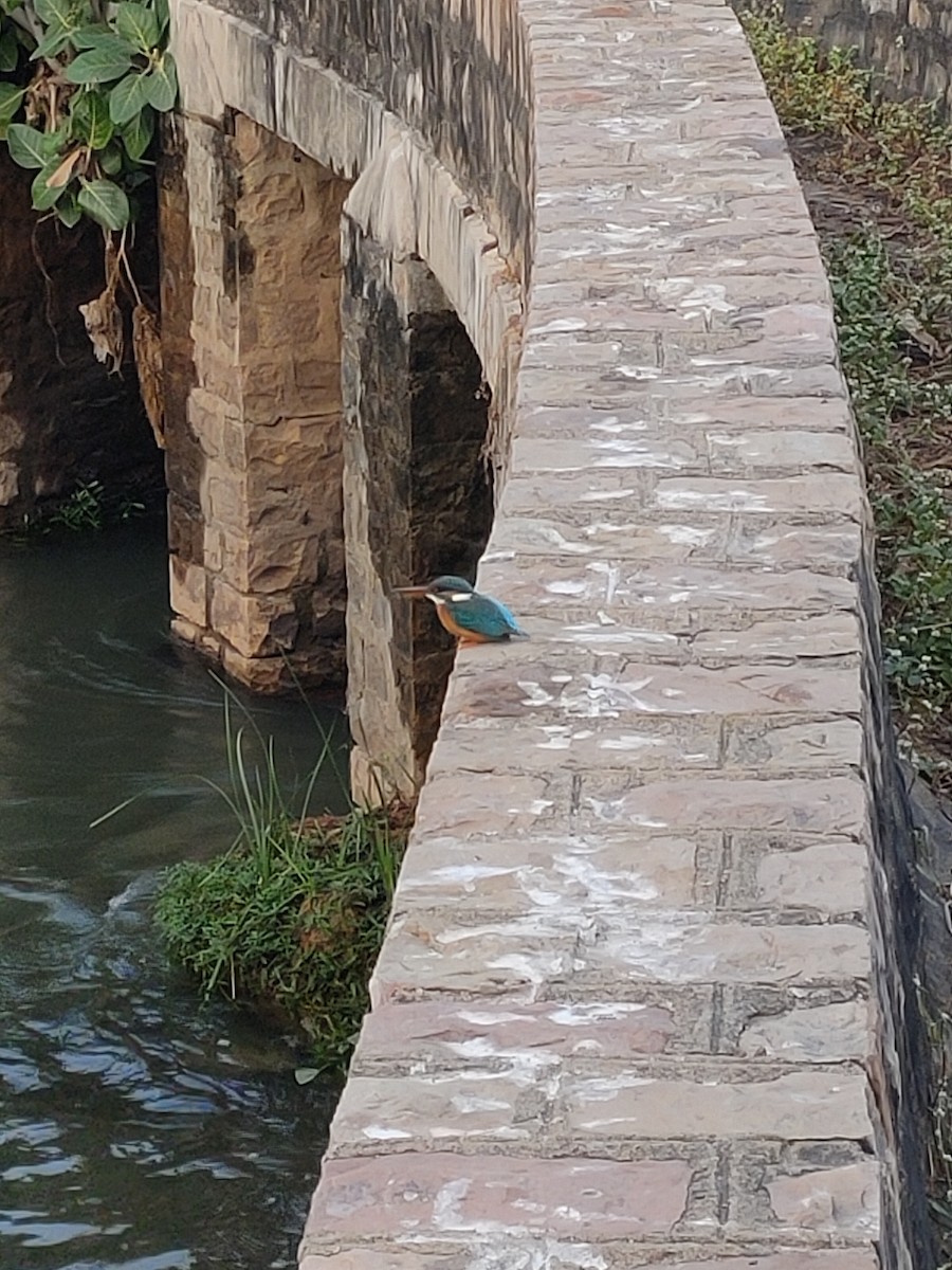 Martín Pescador Común - ML646282789