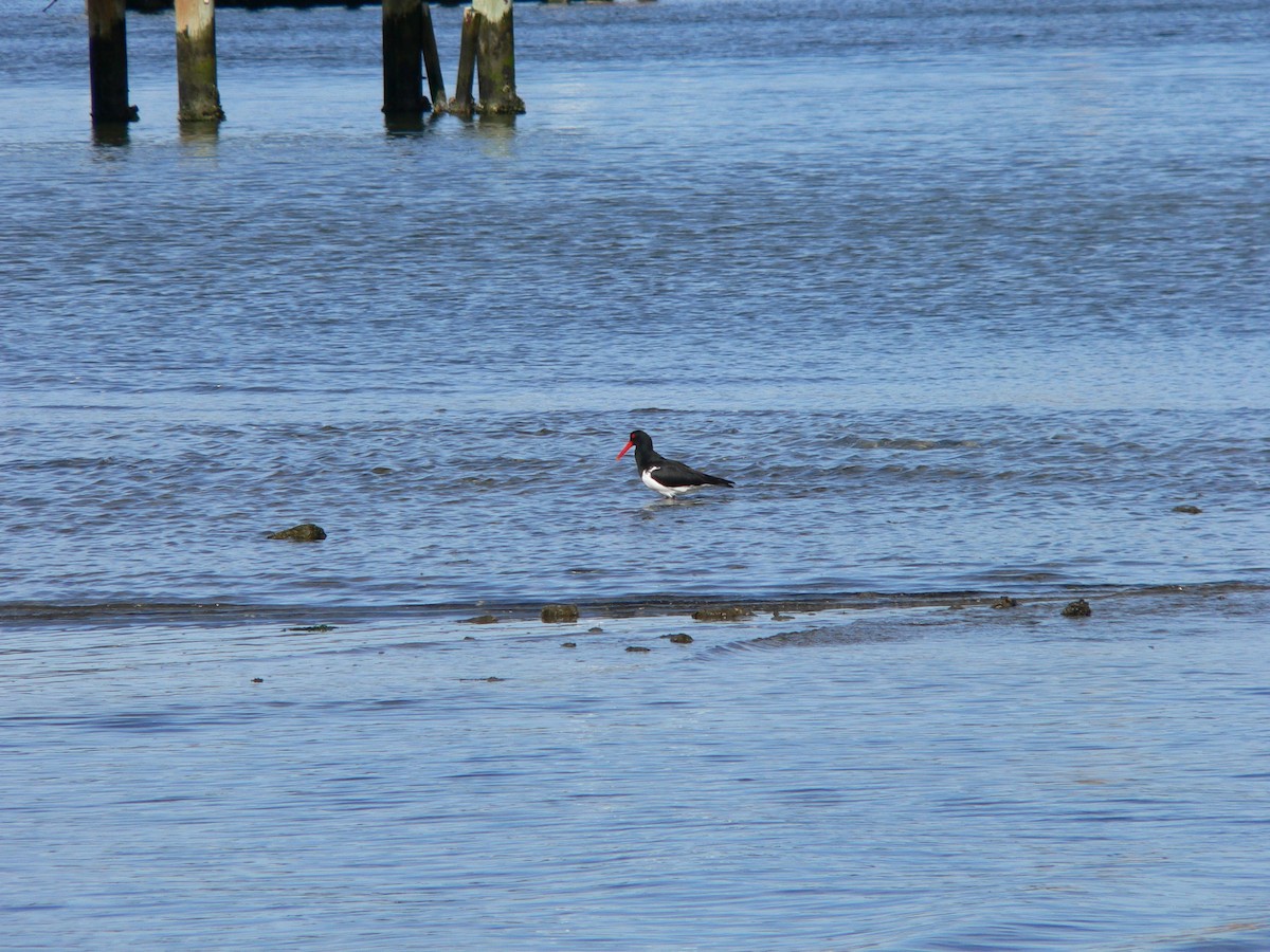 Ostrero Pío Australiano - ML646282790