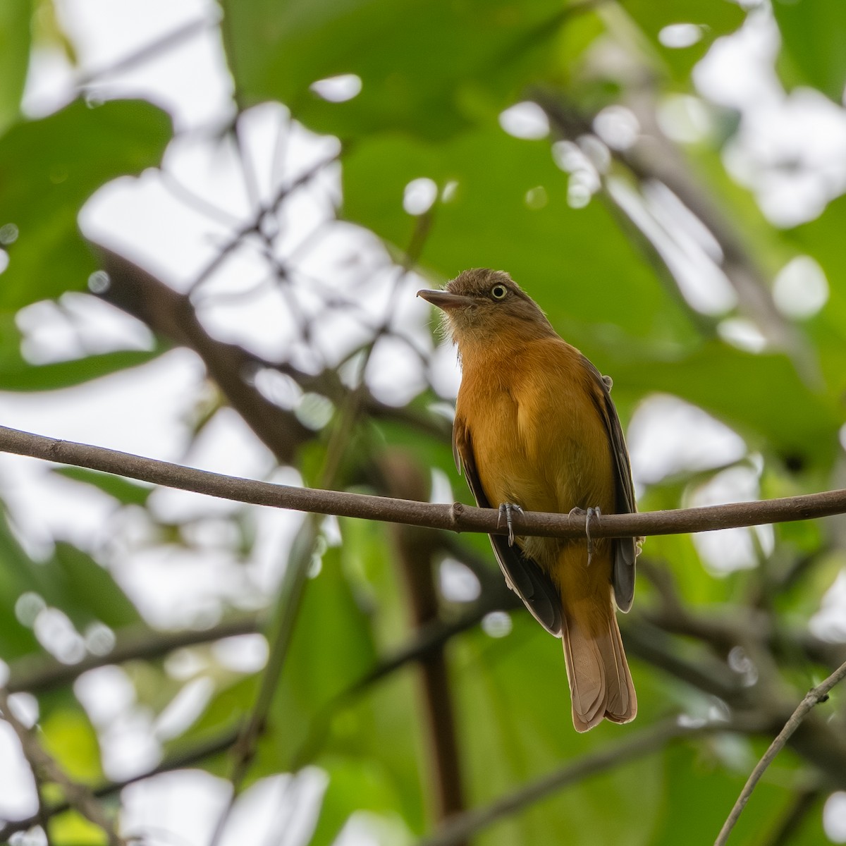 Atila Ojiblanco - ML646282792