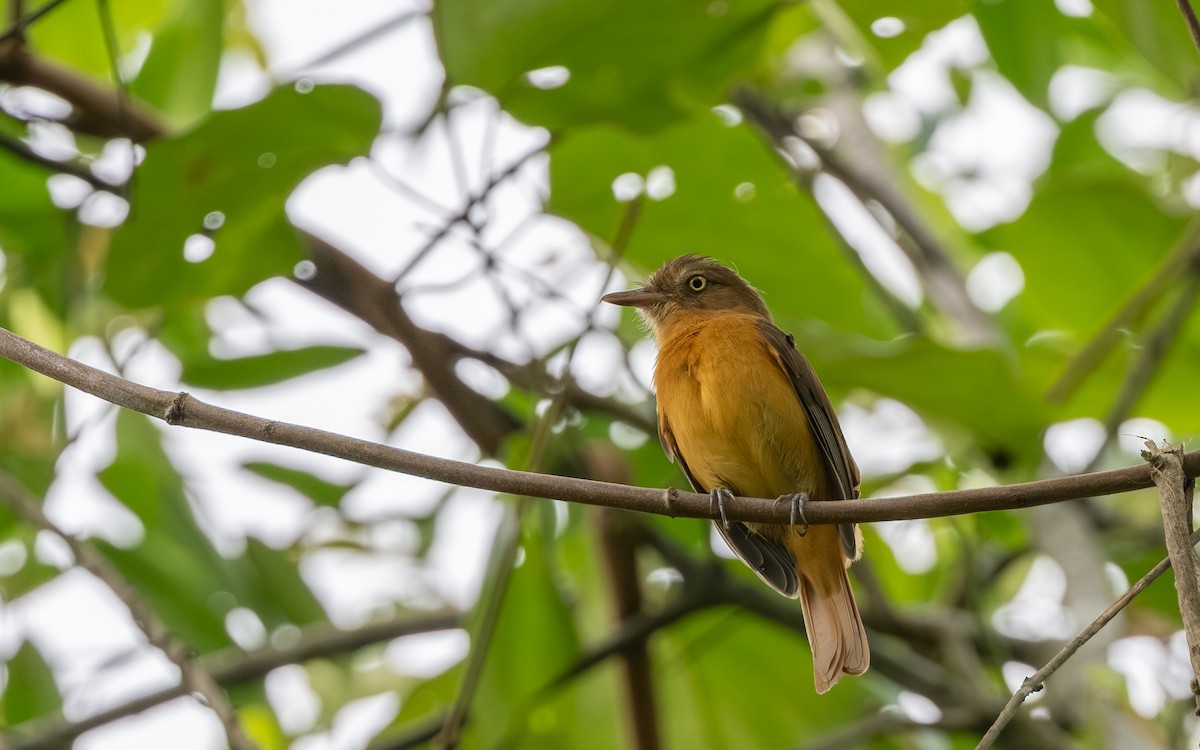 Atila Ojiblanco - ML646282793