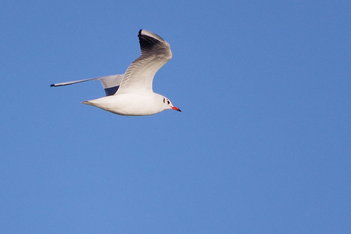 Gaviota Reidora - ML646282794