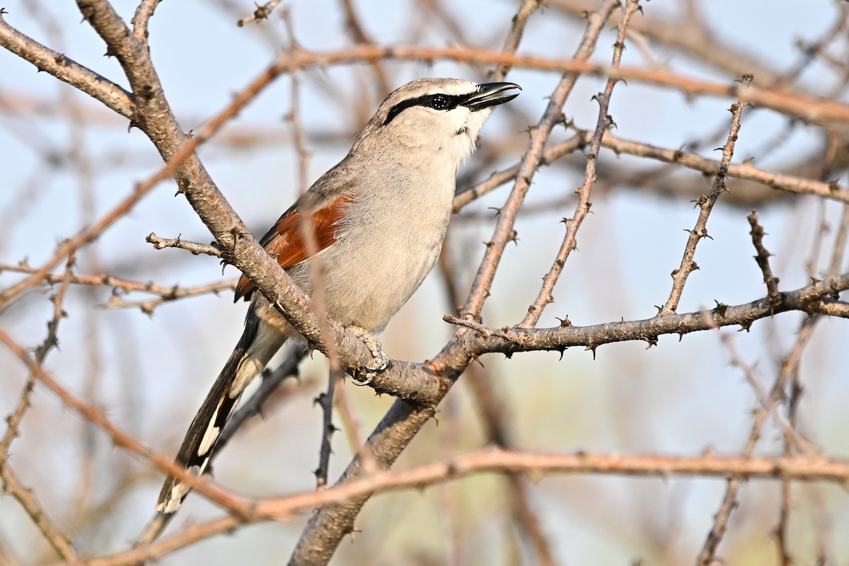 Chagra de James - ML646282795
