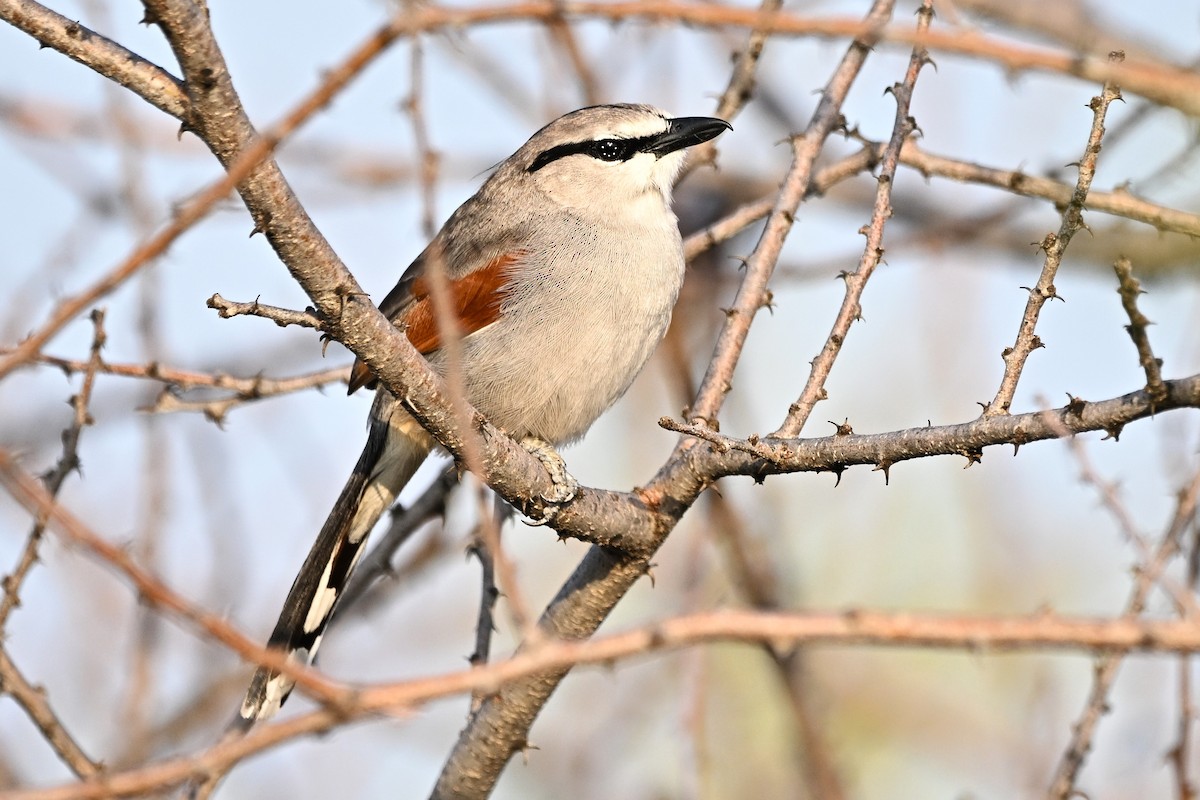 Chagra de James - ML646282797