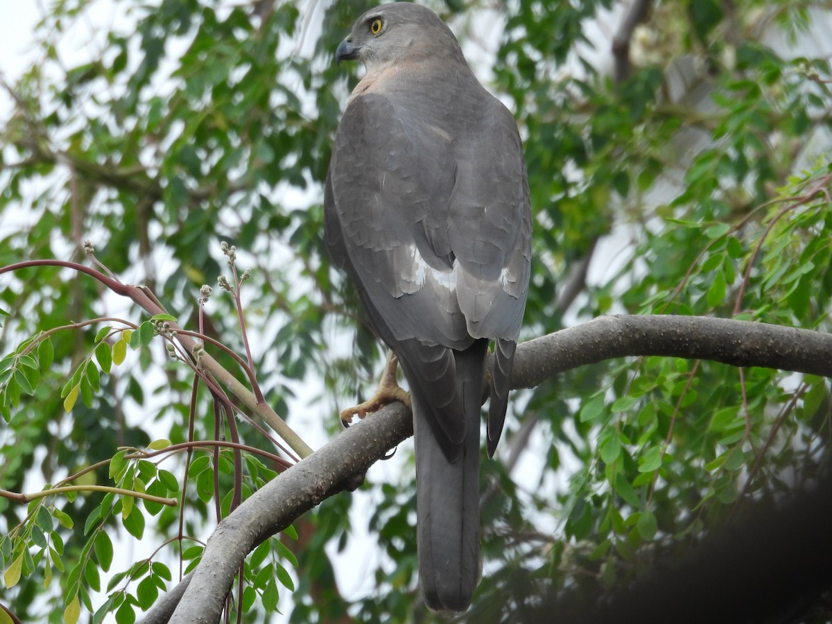 Gavilán Chikra - ML646282799