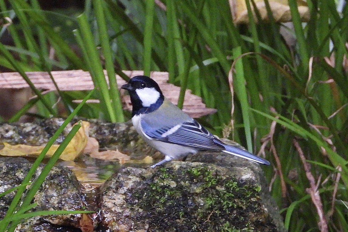 Carbonero Oriental - ML646282800