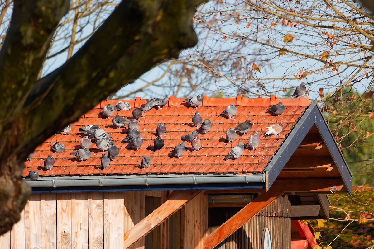 Paloma Bravía (variedad doméstica) - ML646282801