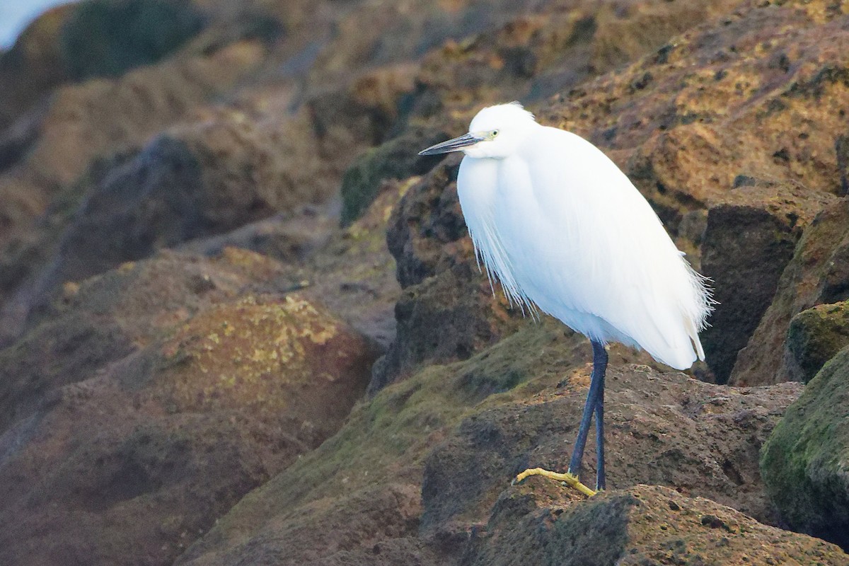 Garceta Común - ML646282806