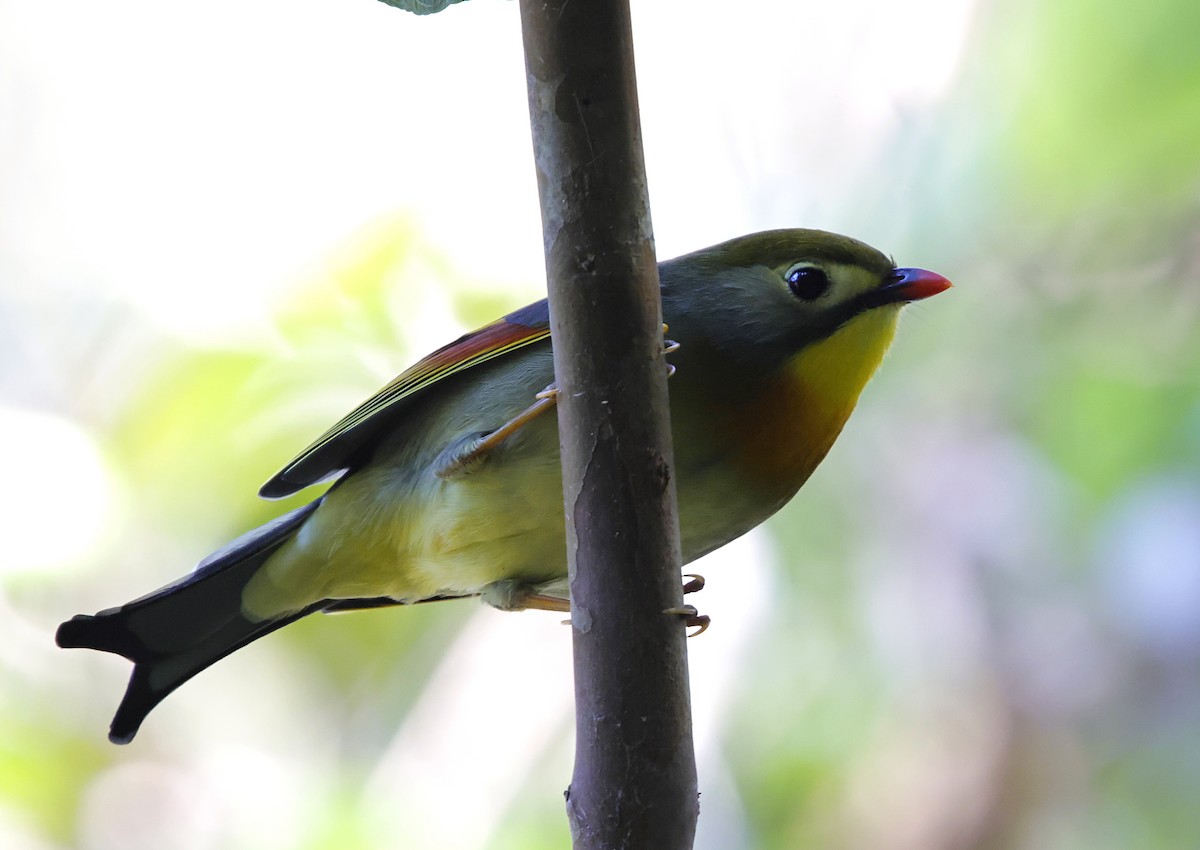 Leiótrix Piquirrojo - ML646282808