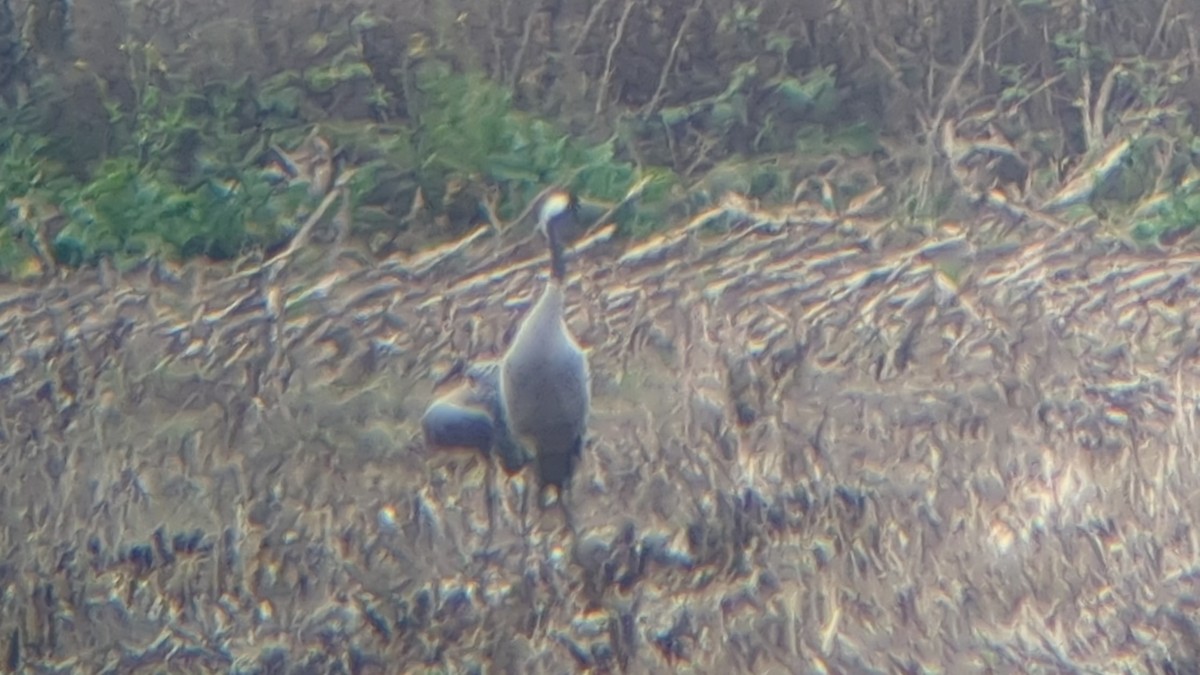 Grulla Común - ML646282809