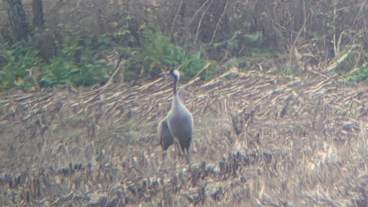 Grulla Común - ML646282810