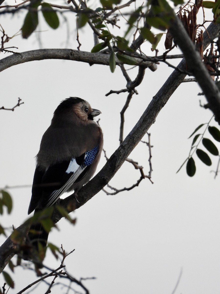 Arrendajo Euroasiático - ML646282812