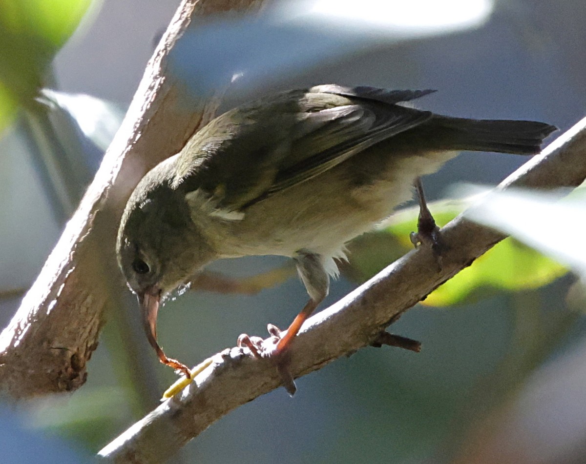 Amakihi de Oahu - ML646282813