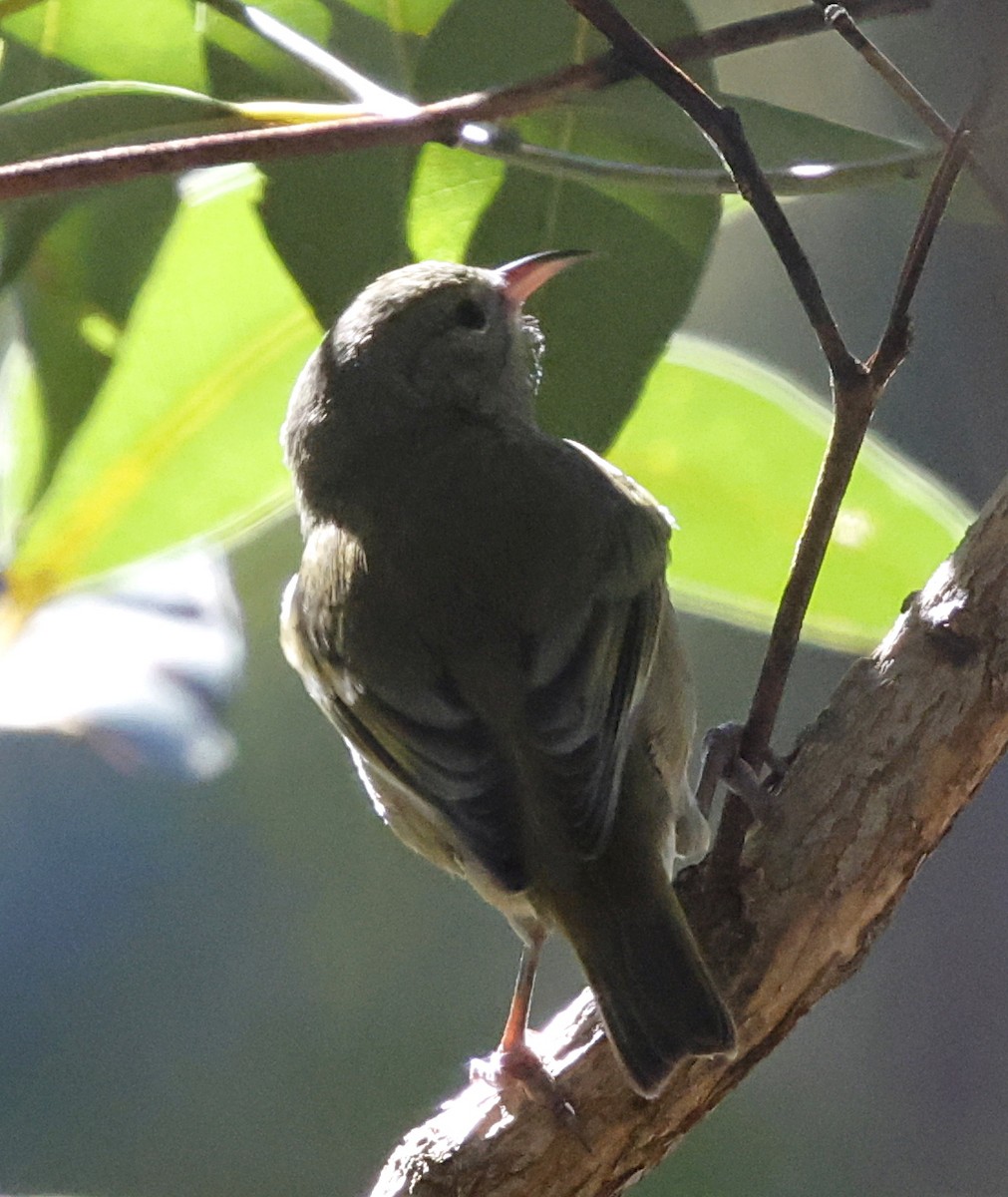 Oahu Amakihi - ML646282814
