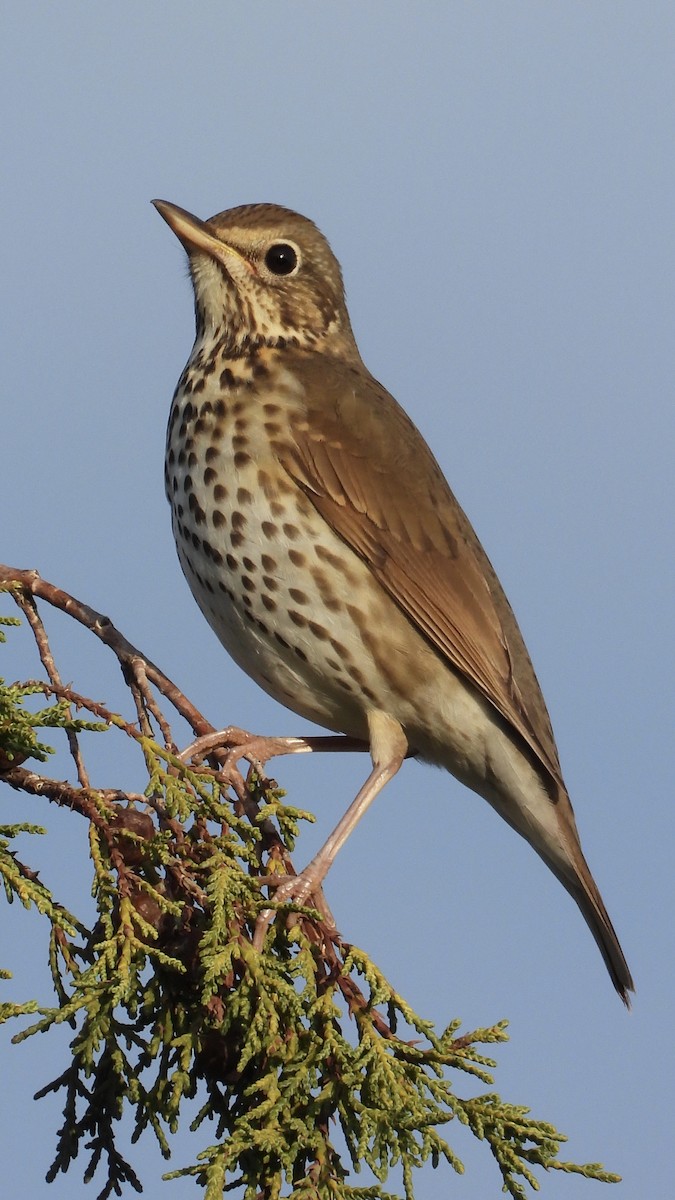 Song Thrush - ML646282829