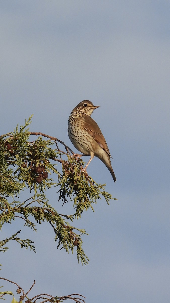 Song Thrush - ML646282830