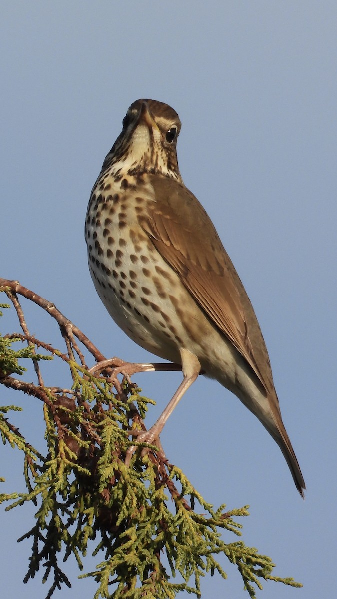 Song Thrush - ML646282831