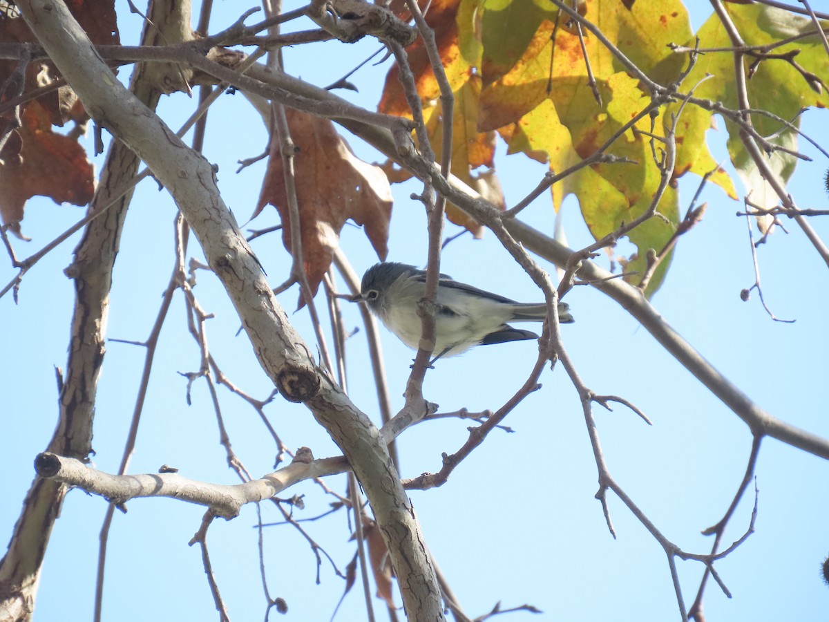 Plumbeous Vireo - ML646282840