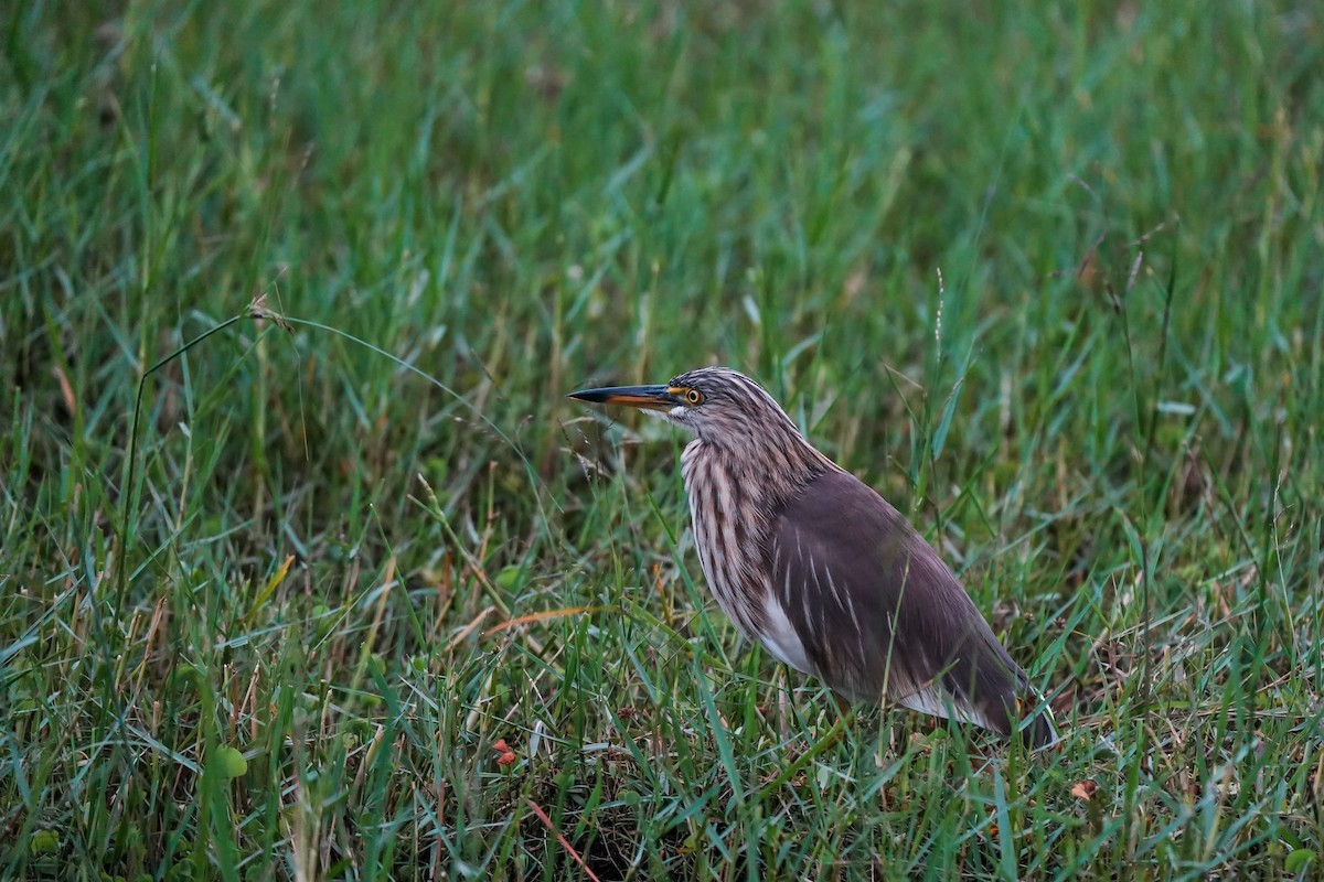 Indian Pond-Heron - ML646282854