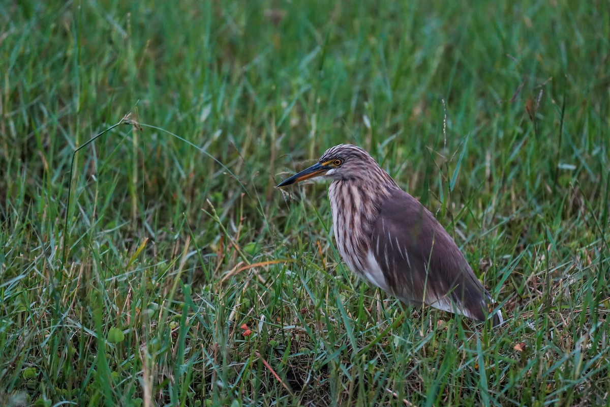 Indian Pond-Heron - ML646282855