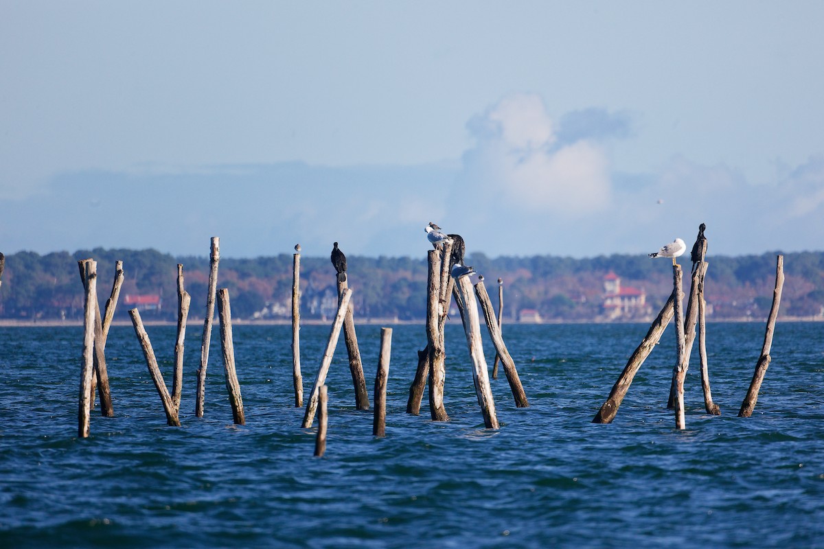 Great Cormorant - ML646282858